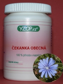ČEKANKA OBECNÁ - 50 kapslí | YZOP